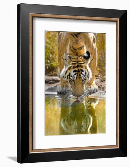 Bengal tiger reflecting in water, India-Panoramic Images-Framed Photographic Print