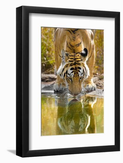 Bengal tiger reflecting in water, India-Panoramic Images-Framed Photographic Print