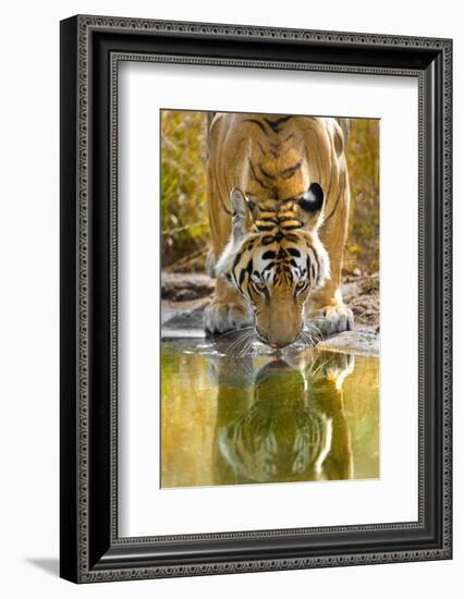 Bengal tiger reflecting in water, India-Panoramic Images-Framed Photographic Print