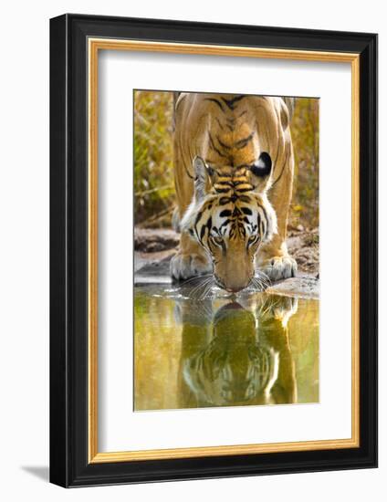 Bengal tiger reflecting in water, India-Panoramic Images-Framed Photographic Print