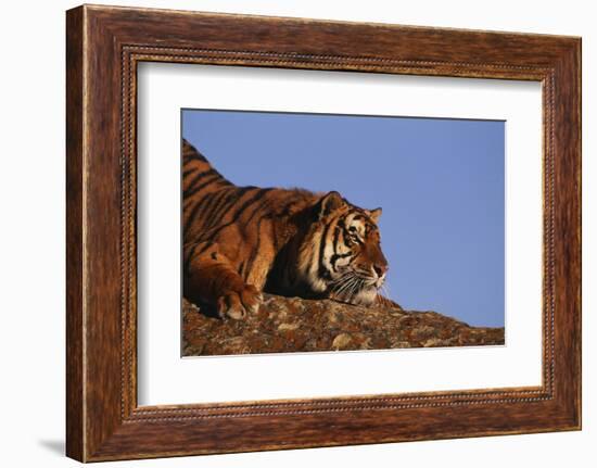 Bengal Tiger Resting on Rocks-DLILLC-Framed Photographic Print