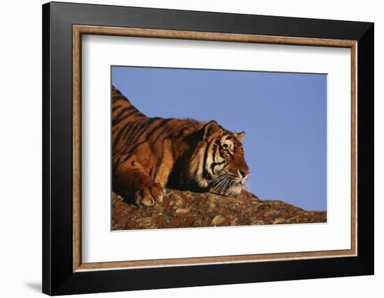 Bengal Tiger Resting on Rocks-DLILLC-Framed Photographic Print