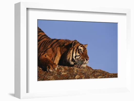 Bengal Tiger Resting on Rocks-DLILLC-Framed Photographic Print