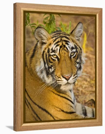 Bengal Tiger Resting Portrait, Ranthambhore Np, Rajasthan, India-T.j. Rich-Framed Premier Image Canvas