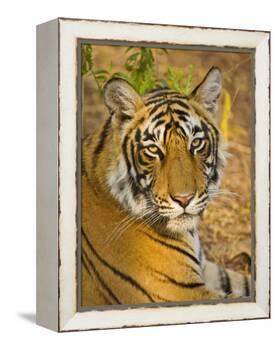 Bengal Tiger Resting Portrait, Ranthambhore Np, Rajasthan, India-T.j. Rich-Framed Premier Image Canvas