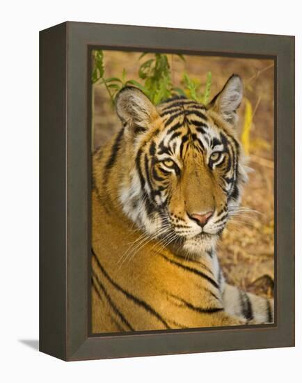 Bengal Tiger Resting Portrait, Ranthambhore Np, Rajasthan, India-T.j. Rich-Framed Premier Image Canvas