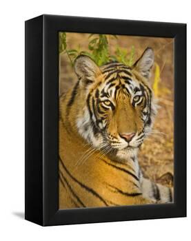 Bengal Tiger Resting Portrait, Ranthambhore Np, Rajasthan, India-T.j. Rich-Framed Premier Image Canvas