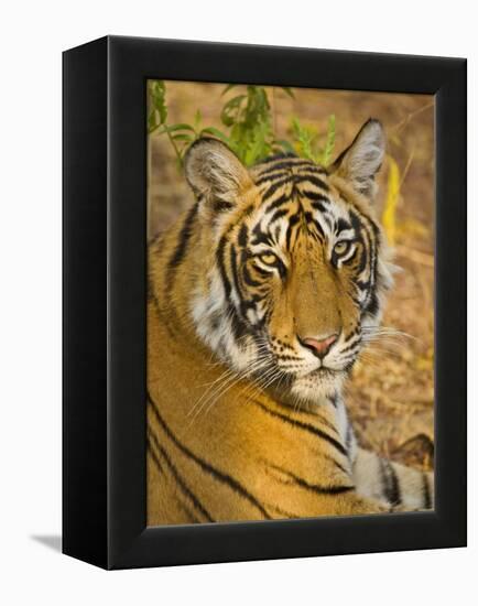 Bengal Tiger Resting Portrait, Ranthambhore Np, Rajasthan, India-T.j. Rich-Framed Premier Image Canvas