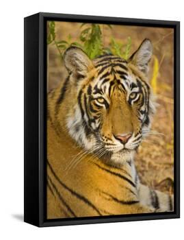 Bengal Tiger Resting Portrait, Ranthambhore Np, Rajasthan, India-T.j. Rich-Framed Premier Image Canvas