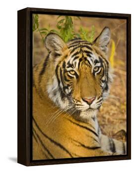 Bengal Tiger Resting Portrait, Ranthambhore Np, Rajasthan, India-T.j. Rich-Framed Premier Image Canvas