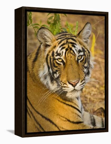 Bengal Tiger Resting Portrait, Ranthambhore Np, Rajasthan, India-T.j. Rich-Framed Premier Image Canvas