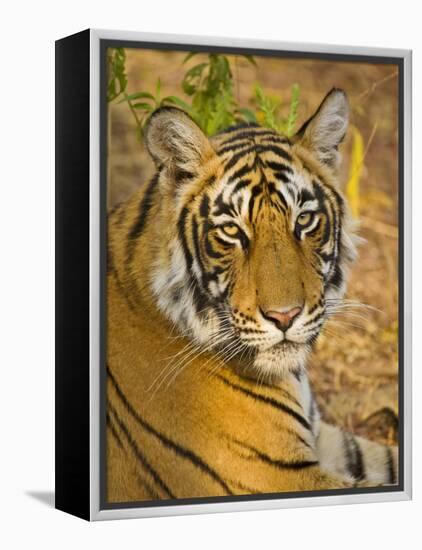 Bengal Tiger Resting Portrait, Ranthambhore Np, Rajasthan, India-T.j. Rich-Framed Premier Image Canvas