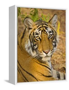 Bengal Tiger Resting Portrait, Ranthambhore Np, Rajasthan, India-T.j. Rich-Framed Premier Image Canvas