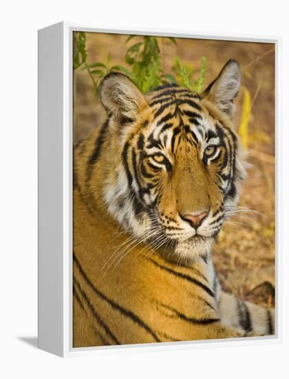 Bengal Tiger Resting Portrait, Ranthambhore Np, Rajasthan, India-T.j. Rich-Framed Premier Image Canvas