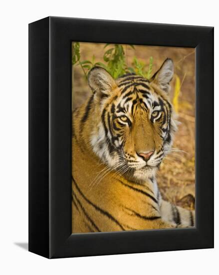 Bengal Tiger Resting Portrait, Ranthambhore Np, Rajasthan, India-T.j. Rich-Framed Premier Image Canvas