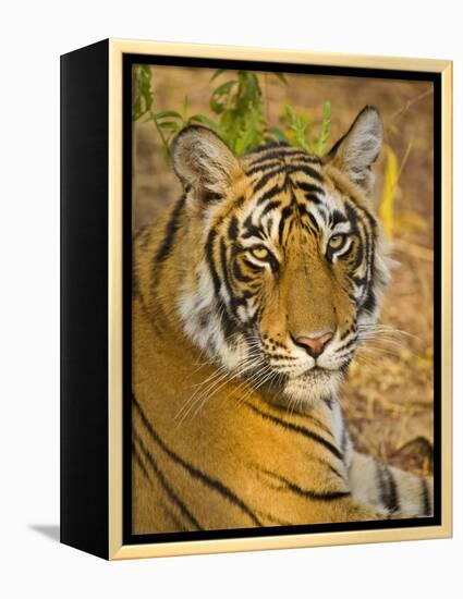 Bengal Tiger Resting Portrait, Ranthambhore Np, Rajasthan, India-T.j. Rich-Framed Premier Image Canvas