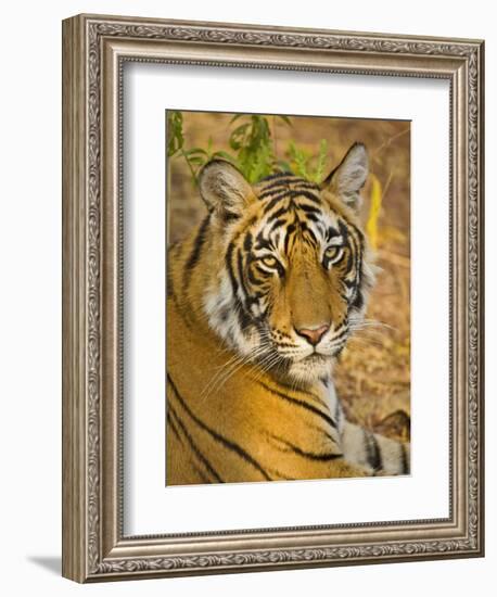 Bengal Tiger Resting Portrait, Ranthambhore Np, Rajasthan, India-T.j. Rich-Framed Photographic Print