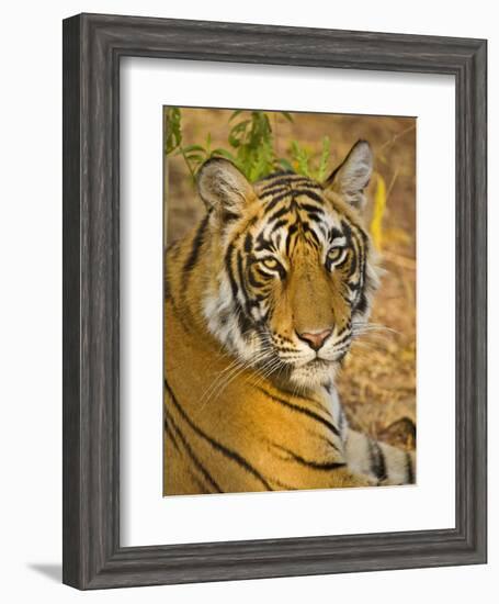 Bengal Tiger Resting Portrait, Ranthambhore Np, Rajasthan, India-T.j. Rich-Framed Photographic Print