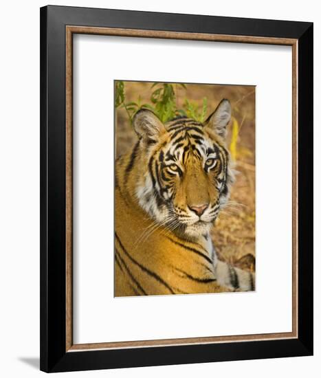 Bengal Tiger Resting Portrait, Ranthambhore Np, Rajasthan, India-T.j. Rich-Framed Photographic Print