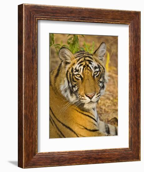 Bengal Tiger Resting Portrait, Ranthambhore Np, Rajasthan, India-T.j. Rich-Framed Photographic Print