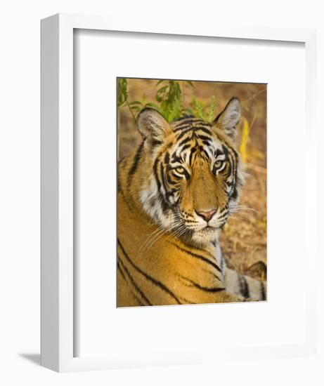 Bengal Tiger Resting Portrait, Ranthambhore Np, Rajasthan, India-T.j. Rich-Framed Photographic Print