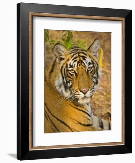 Bengal Tiger Resting Portrait, Ranthambhore Np, Rajasthan, India-T.j. Rich-Framed Photographic Print