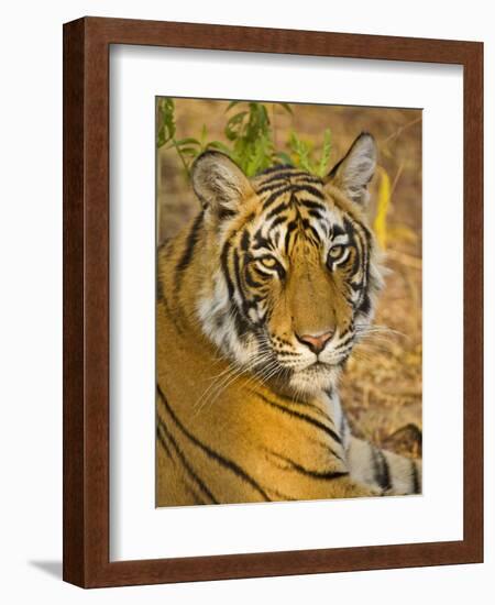 Bengal Tiger Resting Portrait, Ranthambhore Np, Rajasthan, India-T.j. Rich-Framed Photographic Print