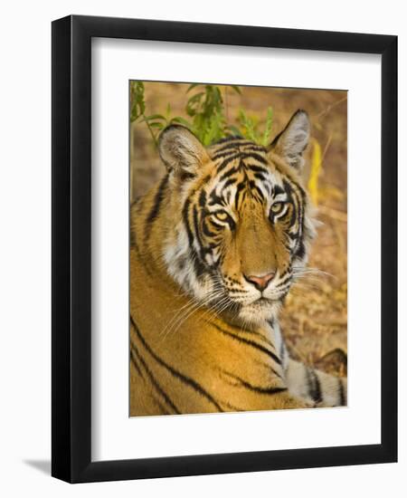 Bengal Tiger Resting Portrait, Ranthambhore Np, Rajasthan, India-T.j. Rich-Framed Photographic Print