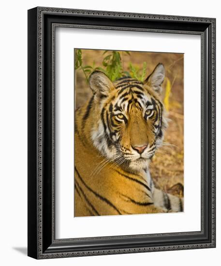 Bengal Tiger Resting Portrait, Ranthambhore Np, Rajasthan, India-T.j. Rich-Framed Photographic Print