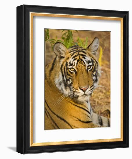 Bengal Tiger Resting Portrait, Ranthambhore Np, Rajasthan, India-T.j. Rich-Framed Photographic Print