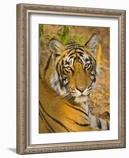 Bengal Tiger Resting Portrait, Ranthambhore Np, Rajasthan, India-T.j. Rich-Framed Photographic Print