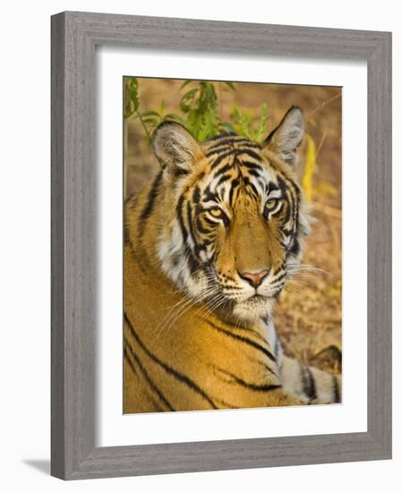 Bengal Tiger Resting Portrait, Ranthambhore Np, Rajasthan, India-T.j. Rich-Framed Photographic Print