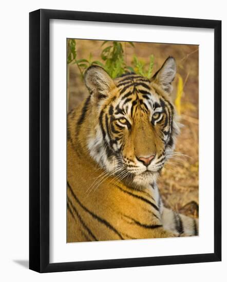 Bengal Tiger Resting Portrait, Ranthambhore Np, Rajasthan, India-T.j. Rich-Framed Photographic Print