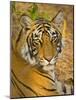 Bengal Tiger Resting Portrait, Ranthambhore Np, Rajasthan, India-T.j. Rich-Mounted Photographic Print