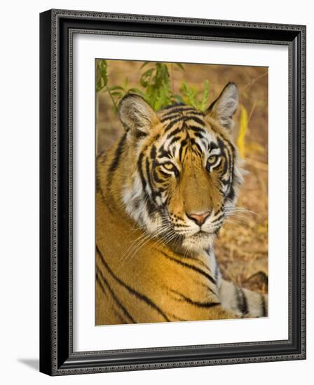 Bengal Tiger Resting Portrait, Ranthambhore Np, Rajasthan, India-T.j. Rich-Framed Photographic Print