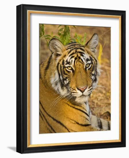 Bengal Tiger Resting Portrait, Ranthambhore Np, Rajasthan, India-T.j. Rich-Framed Photographic Print