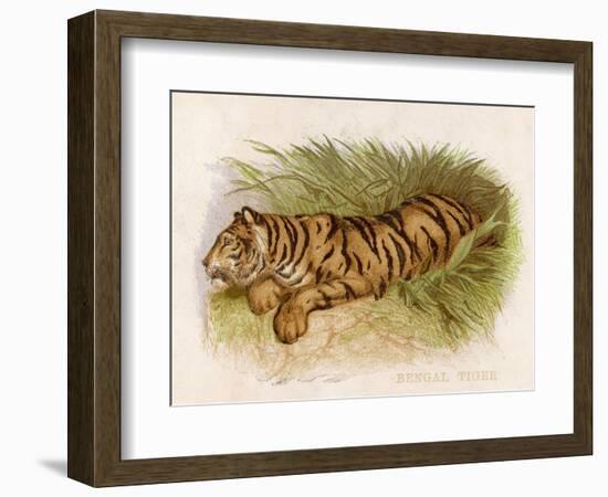 Bengal Tiger Resting-Brittan-Framed Art Print