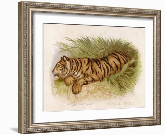 Bengal Tiger Resting-Brittan-Framed Art Print