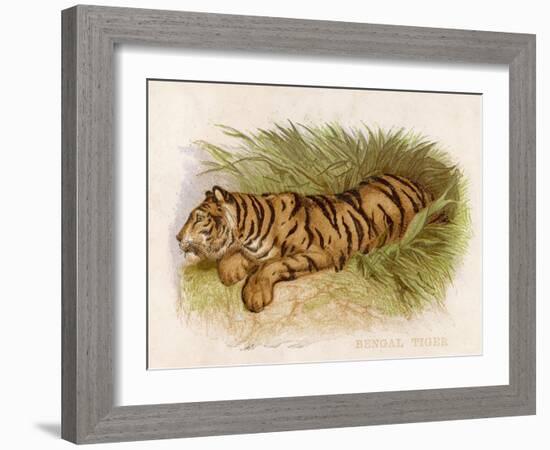 Bengal Tiger Resting-Brittan-Framed Art Print