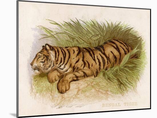 Bengal Tiger Resting-Brittan-Mounted Art Print