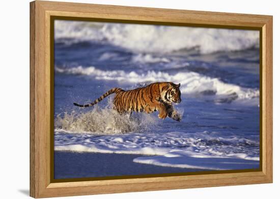 Bengal Tiger Running along the Beach-DLILLC-Framed Premier Image Canvas