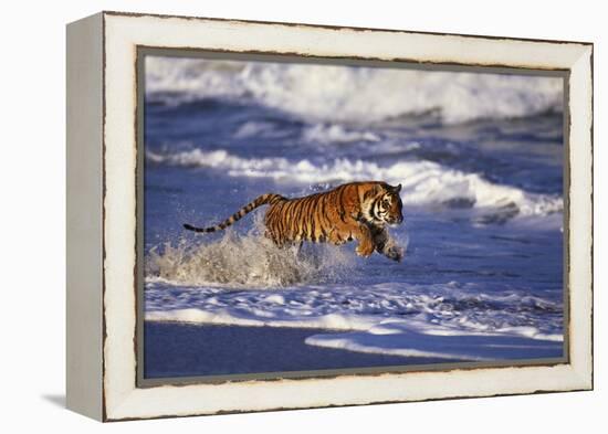 Bengal Tiger Running along the Beach-DLILLC-Framed Premier Image Canvas