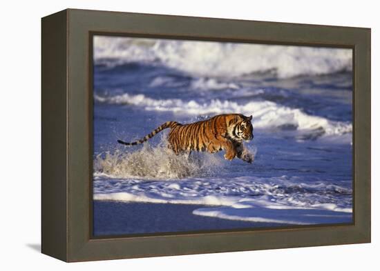 Bengal Tiger Running along the Beach-DLILLC-Framed Premier Image Canvas