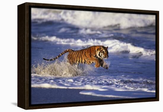 Bengal Tiger Running along the Beach-DLILLC-Framed Premier Image Canvas