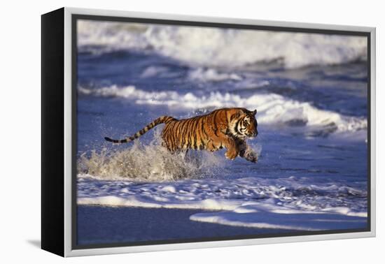 Bengal Tiger Running along the Beach-DLILLC-Framed Premier Image Canvas