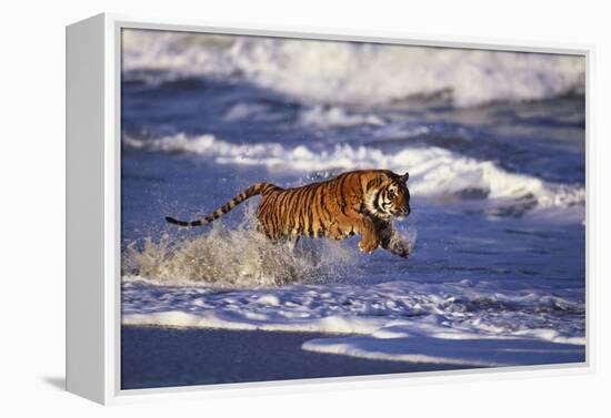 Bengal Tiger Running along the Beach-DLILLC-Framed Premier Image Canvas