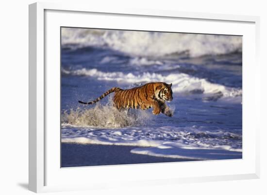 Bengal Tiger Running along the Beach-DLILLC-Framed Photographic Print