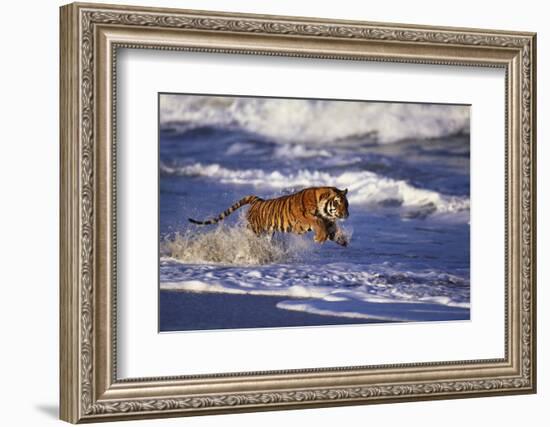 Bengal Tiger Running along the Beach-DLILLC-Framed Photographic Print