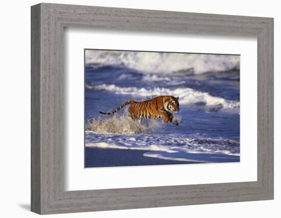 Bengal Tiger Running along the Beach-DLILLC-Framed Photographic Print