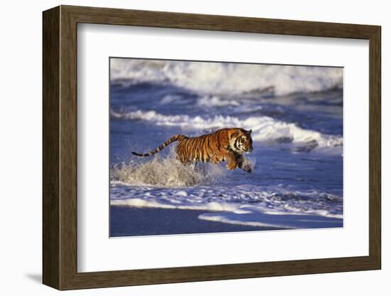 Bengal Tiger Running along the Beach-DLILLC-Framed Photographic Print